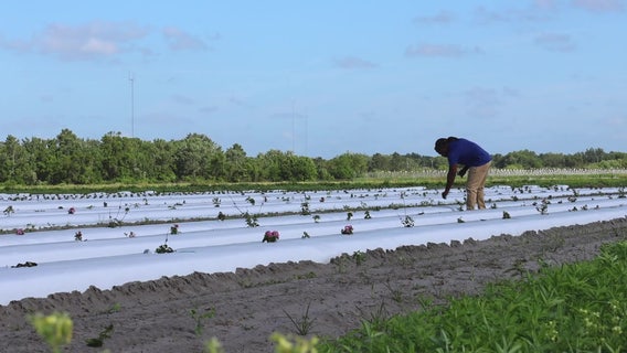 Program gives Florida veterans a path to agriculture careers