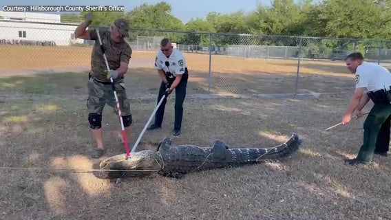 Video: Alligator removed from FishHawk preschool parking lot