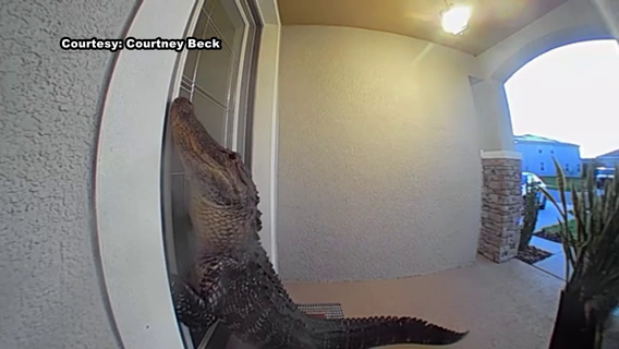 Gator claws at Wesley Chapel family’s door, “It was a huge guy"