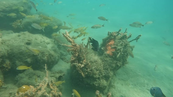No shortage of aquatic life at guided dive site under Blue Heron Bridge