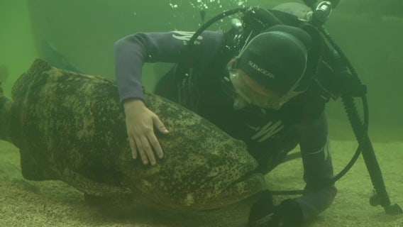 Researching Goliath Grouper at the Tarpon Aquarium