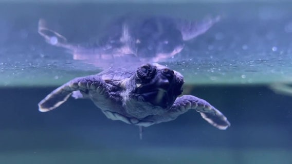 Sea turtle nesting season is in full swing as advocates prepare for packed beaches this Memorial Day weekend