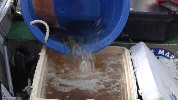 Mote Marine's largest single snook release happens in waters of Sarasota