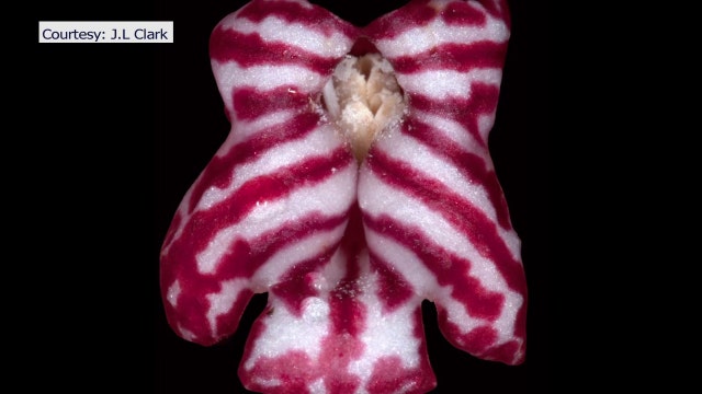 Sarasota researcher discovers four new species of airplants in South American rainforest