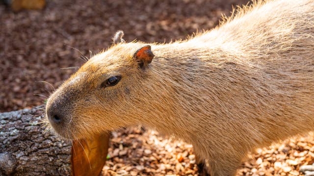 Busch Gardens welcomes new animals ahead of Wild Oasis at Jungala opening this spring