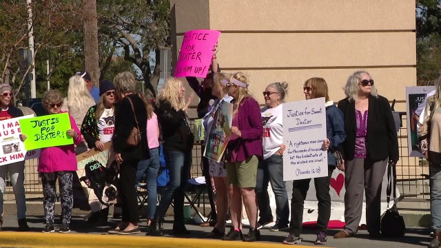 Advocates form Animal Justice Task Force ahead of Gov. DeSantis signing 'Dexter's' and 'Trooper's' bills