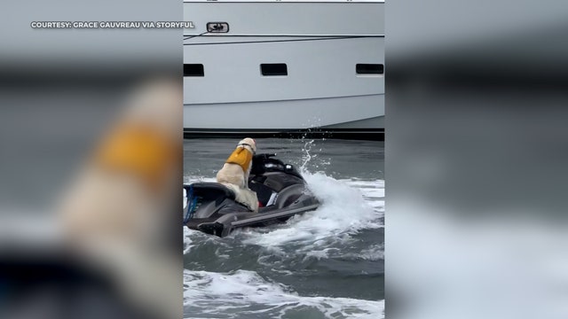 Florida dog caught on camera riding jet ski in river