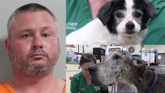Emaciated dogs rescued in Auburndale animal cruelty case on road to recovery