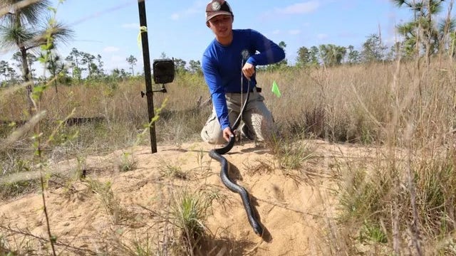 See it: Florida officials unleash dozens of snakes…for a good cause