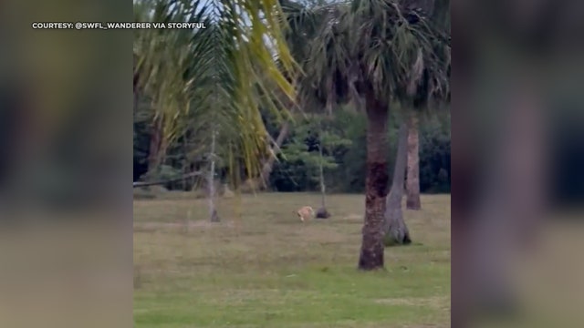 Florida fawn gets 'zoomies' during rainstorm in Naples