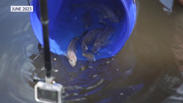 Hawaiian company takes major step towards placing fish farm off Sarasota County's coast