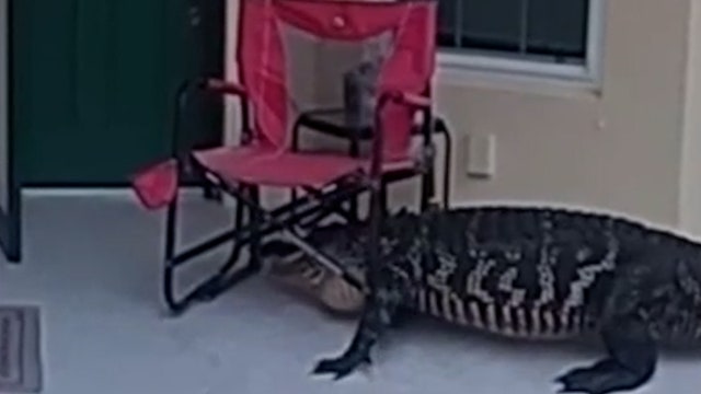 Video: Florida gator goes door to door with folding chair stuck to its head