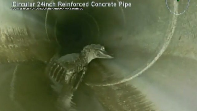 Florida alligator caught on camera 'chilling' in storm pipe: 'What's next...ninja gators?'