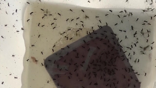 Hillsborough County holding free event Saturday marking 75 years of mosquito control