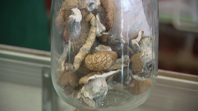 Florida's new farm bill bans mushroom spores, sparking debate