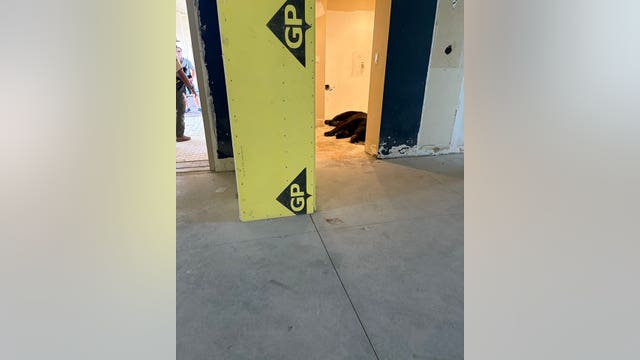 Florida bear takes dip in Gulf, then power naps in condo lobby