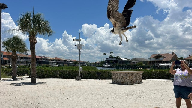 Mother osprey released days after being rescued from hook, fishing line