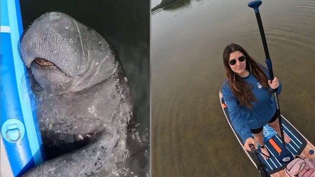 Florida mom goes viral for special bond with manatee named 'Paddle'