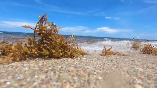 USF researchers see record-high amounts of Sargassum seaweed expected to wash ashore Florida's east coast