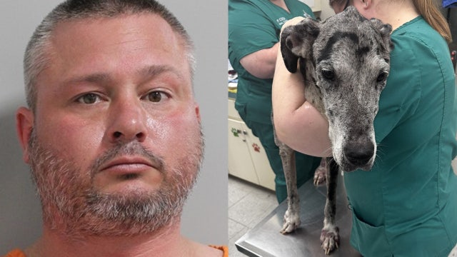 Auburndale’s director of public utilities arrested for animal abuse after Great Dane found emaciated