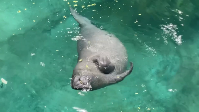 'We feel privileged to do this work:' 3 manatees receive care at The Bishop Museum