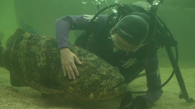 Researching Goliath Grouper at the Tarpon Aquarium