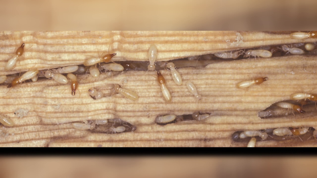Scientists discover hybrid termite species in Florida