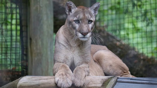 Endangered Florida panther dies at ZooTampa