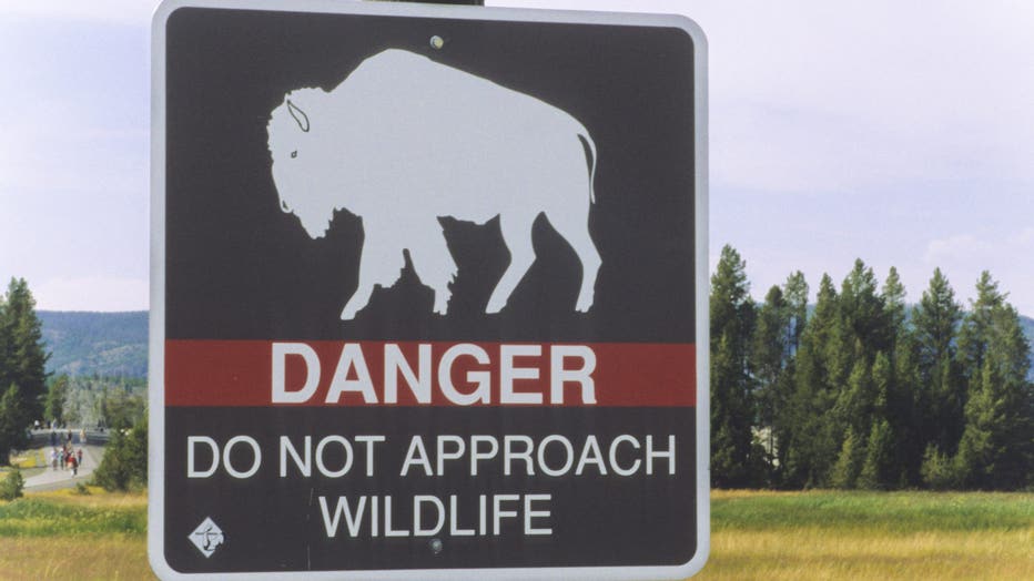 American bison (Bison bison) Yellowstone National Park, North America, Summer, American bison. (Photo by Gilles MARTIN/Gamma-Rapho via Getty Images)
