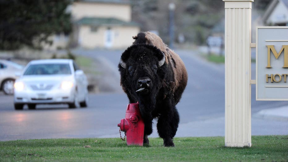 1 A Wild Bison Rubs Against A Fire Hydrant To Help Remove Molting Fur, Outside The Mammoth Hot Spring Hotel In Yellowstone National Park In Wyoming May 15, 2011. Yellowstone Is The Only Place In The United States Where Bison Have Lived Continuously Since Prehistoric Times. The Bison Population In Yellowstone Fluctuates From 2300 To 4500 Animals. Photos & High-Res Pictures