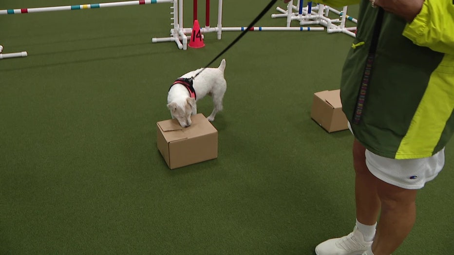 Pictured: Nogglett in scent training.