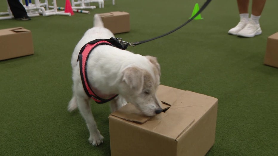 Pictured: Nogglett in scent training.