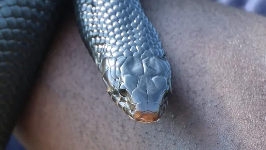 Eastern indigo snake. (Florida Fish and Wildlife Commission / FOX Weather)