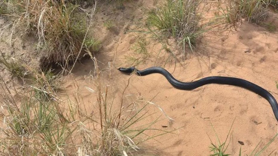 Eastern indigo snake released into the preserve. (Florida Fish and Wildlife Commission / FOX Weather)