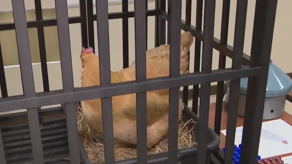 Hillsborough County tests chickens periodically for mosquito-borne illnesses.