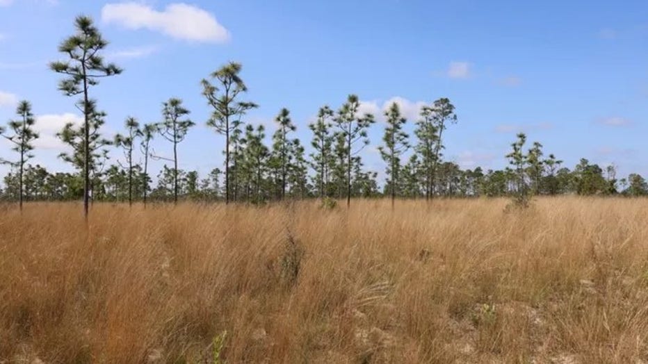 The preserve. (Florida Fish and Wildlife Commission / FOX Weather)