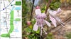 Endangered plant that only grows in Polk County threatened by proposed highway