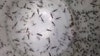 Mosquito surge in Tampa Bay tied to hurricane aftermath, abandoned lots