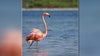 Peaches the famed Hurricane Idalia flamingo turns up in Mexico after disappearing from Bay Area