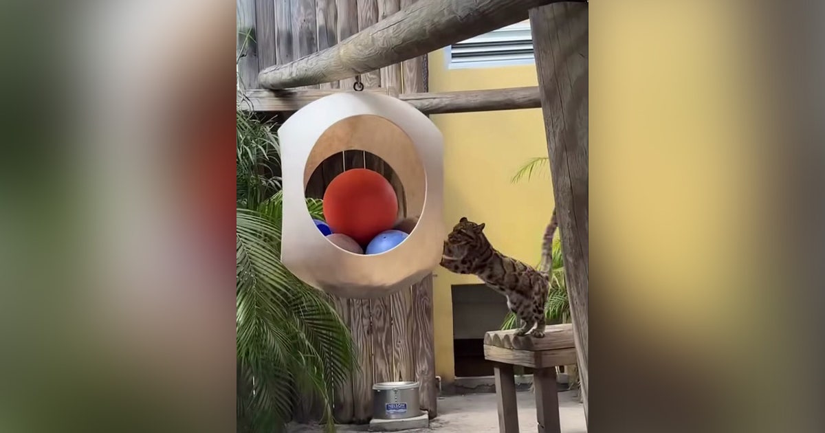 ZooTampa euthanizes beloved clouded leopard | FOX 13 Tampa Bay
