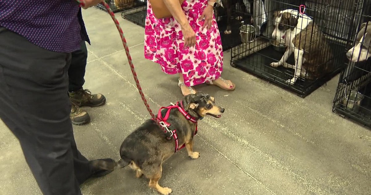 Hundreds of dogs find new homes at mega adoption event in Plant City ...