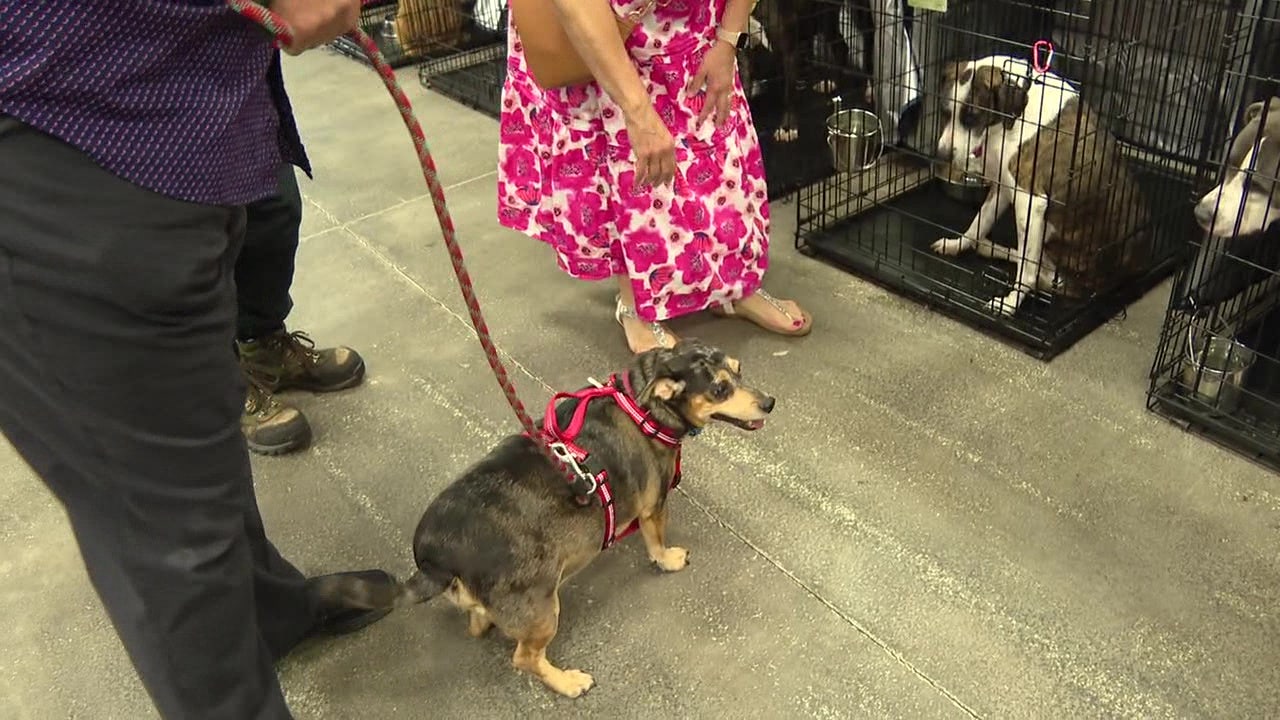 Hundreds of dogs find new homes at mega adoption event in Plant City