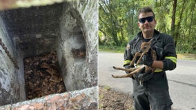 Pasco firefighters rescue fawn trapped in drain
