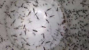 Local scientist uses AI to battle mosquitos