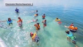 Clearwater Marine Aquarium's summer camps for kids and teens, registration open