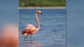 Peaches the famed Hurricane Idalia flamingo turns up in Mexico after disappearing from Bay Area
