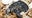 Galápagos Tortoise in Miami celebrates first Father's Day on 135th birthday