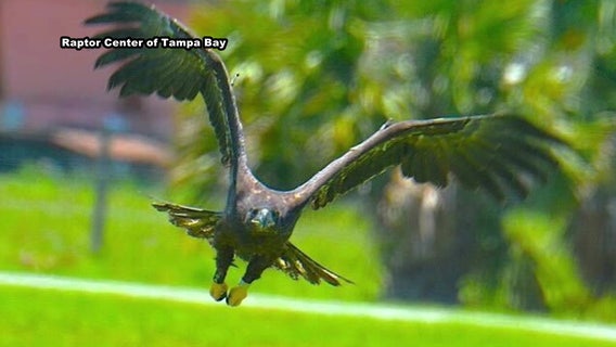 Bald eagle infected with bird flu successfully rehabbed, released back into wild