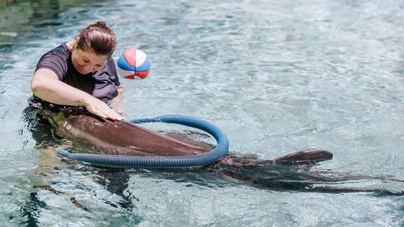 Clearwater Marine Aquarium welcomes dolphins from Gulf World amid investigation into 5 dolphin deaths