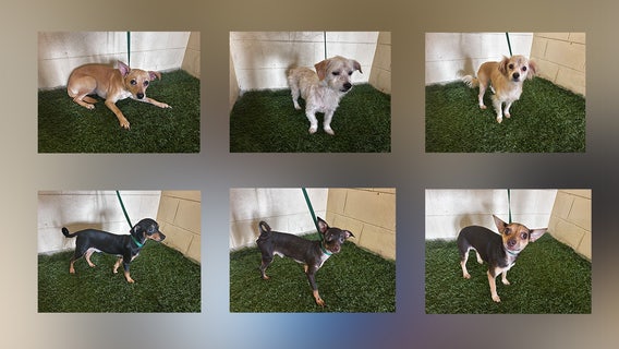 6 neglected dogs without food or water rescued from Polk County home, 2 men arrested: PCSO